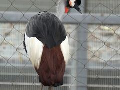 -成都动物园