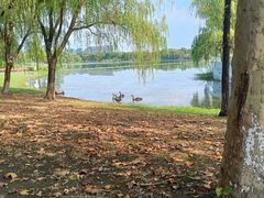 -西山漾湿地公园