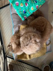 -첫번째 初见美学中心