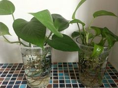android_upload_pic-放哈·甜醅子奶茶创造者(正宁路店)