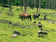 -硗碛藏寨·神木垒景区