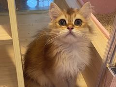 -爪爪喵星球·猫舍(前海卓越店)