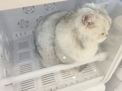 -老吴的猫·猫舍(新区店)