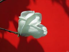 -香港麦道(博奥店)