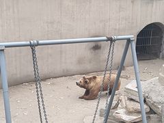 -保定市动物园