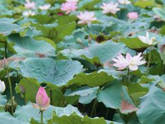 -惠州西湖风景名胜区-丰渚园