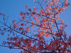 -风云岭森林公园