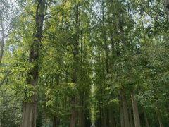 -东平国家森林公园