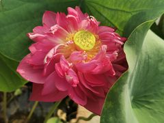 -莲花池公园
