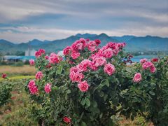 -君乐宝优致牧场