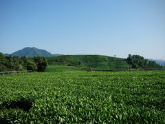 -龙坞茶村