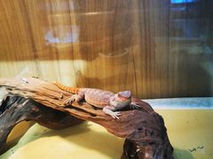 -酷以爬仙阁实体爬宠店·守宫·蜥蜴·专业繁育