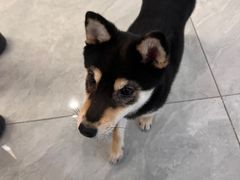 -柴犬小屋·柴餐厅·狗咖食堂(金鼎广场店)