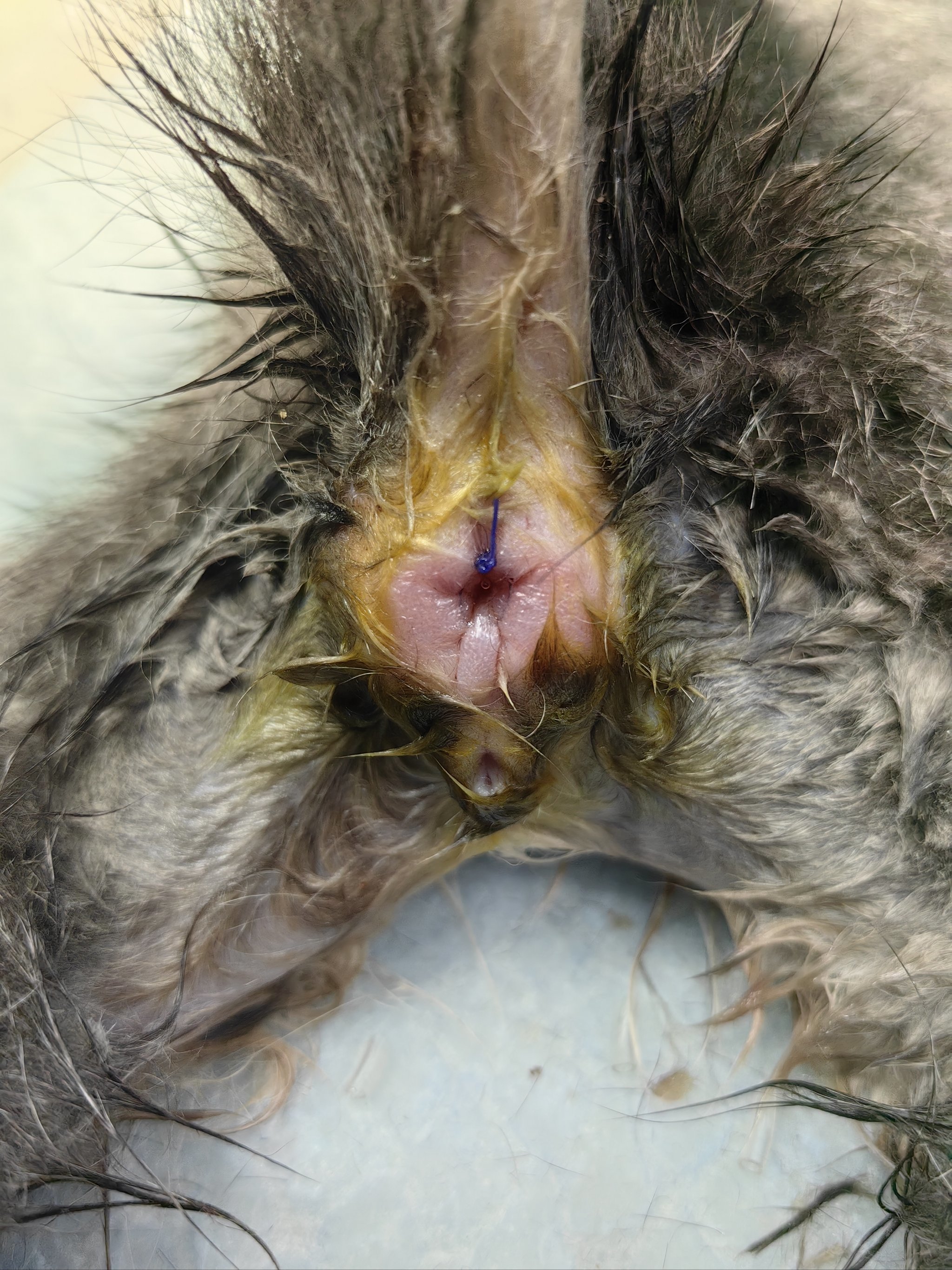 😱宠物脱肛危害大,铲屎官必看!