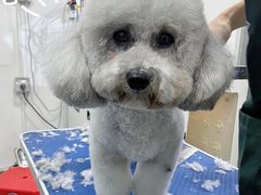 -集宠猫柠宠物生活馆