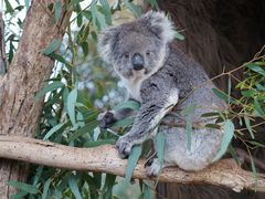 -威勒比开放式动物园