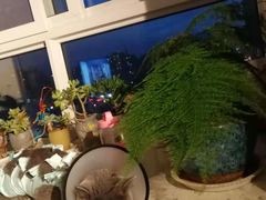 -米苏动物医院·犬猫专科·骨科外科内窥镜