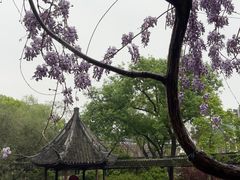 -上海醉白池公园