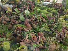 -国家植物园南园