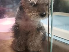 -FAELING PETS美天灵宠物(富力广场店)