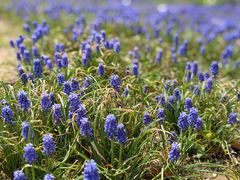 -郑州中国绿化博览园