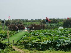 -洪湖生态旅游区