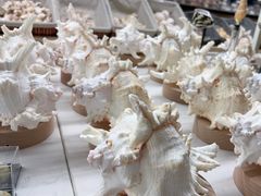 -青岛贝壳博物馆