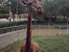 -石家庄市动物园