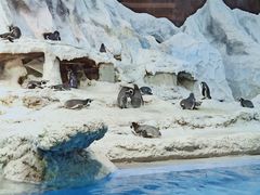 -帝企鹅自助餐厅•儿童岛•真企鹅(长隆企鹅酒店)