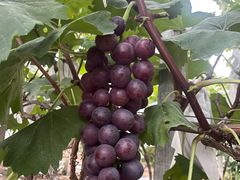 -马陆小张葡萄园农家乐