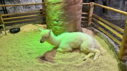 -Zoolung Zoolung动物主题公园(海信广场店)