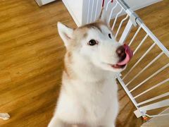 -Husky Go! 哈士奇体验馆·宠物咖啡厅狗咖