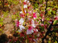 -白塘生态植物园