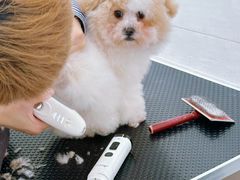 -艾贝尔宠物医院 ·内科全科(梁溪路店)