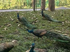 -西双版纳原始森林公园