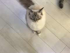 -喵的天空名猫咖啡馆·撸猫·猫舍·用品