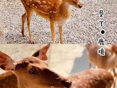 -鹿境梅花鹿生态园区