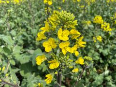 -桑洲油菜花景区