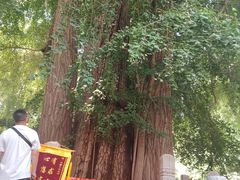 -潭柘寺景区