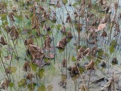 -四川大学(华西校区)