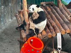 -青藏高原野生动物园
