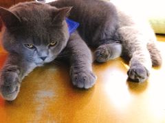-猫咪咖啡·猫咖(万达广场店)