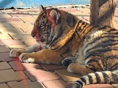 -大连森林动物园