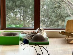 -momokira米努特·德文卷毛猫·棉花面纱犬