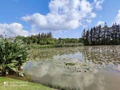 -上海长兴岛郊野公园
