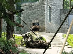 -都江堰中华大熊猫苑