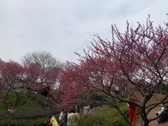 -重庆彩云湖湿地公园