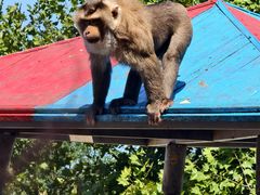 -西霞口神雕山野生动物世界