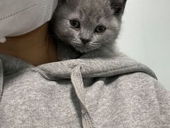-半岛宠物医院24小时(科华中路店)