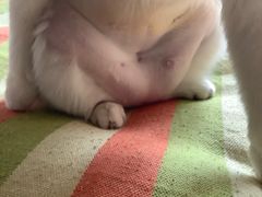 -纳吉亚猫专科动物诊疗中心(蒋宅口分院)